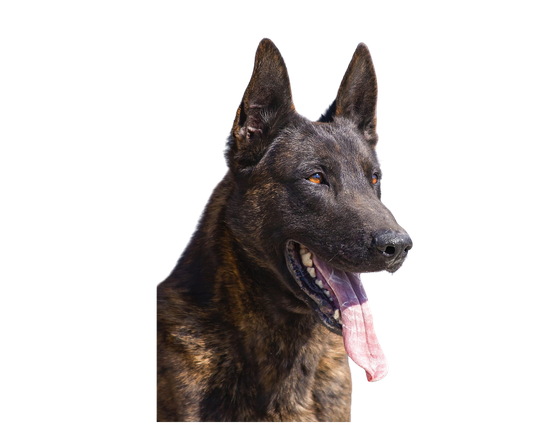 Working dog od Moslavine